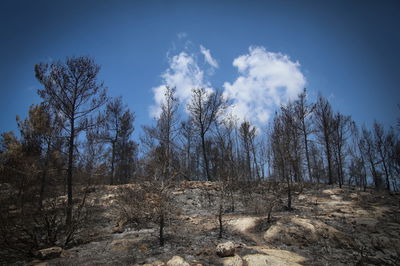 השריפה בהרי ירושלים