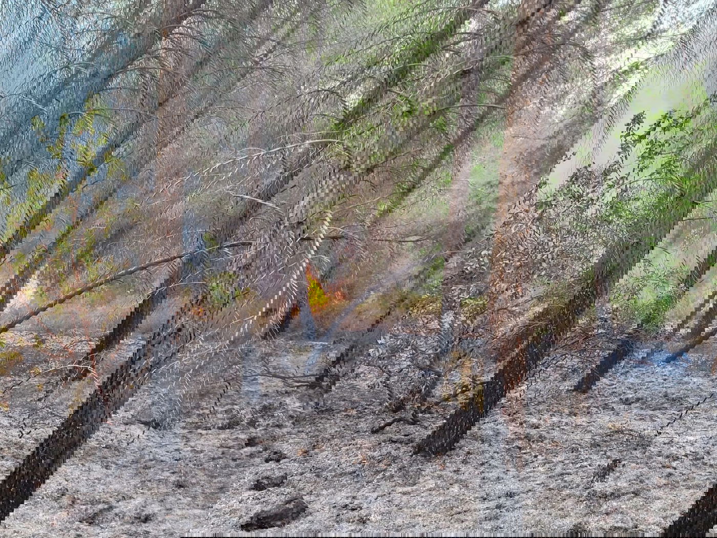 עם אור ראשון: נזקי השריפה נחשפים. תיעוד