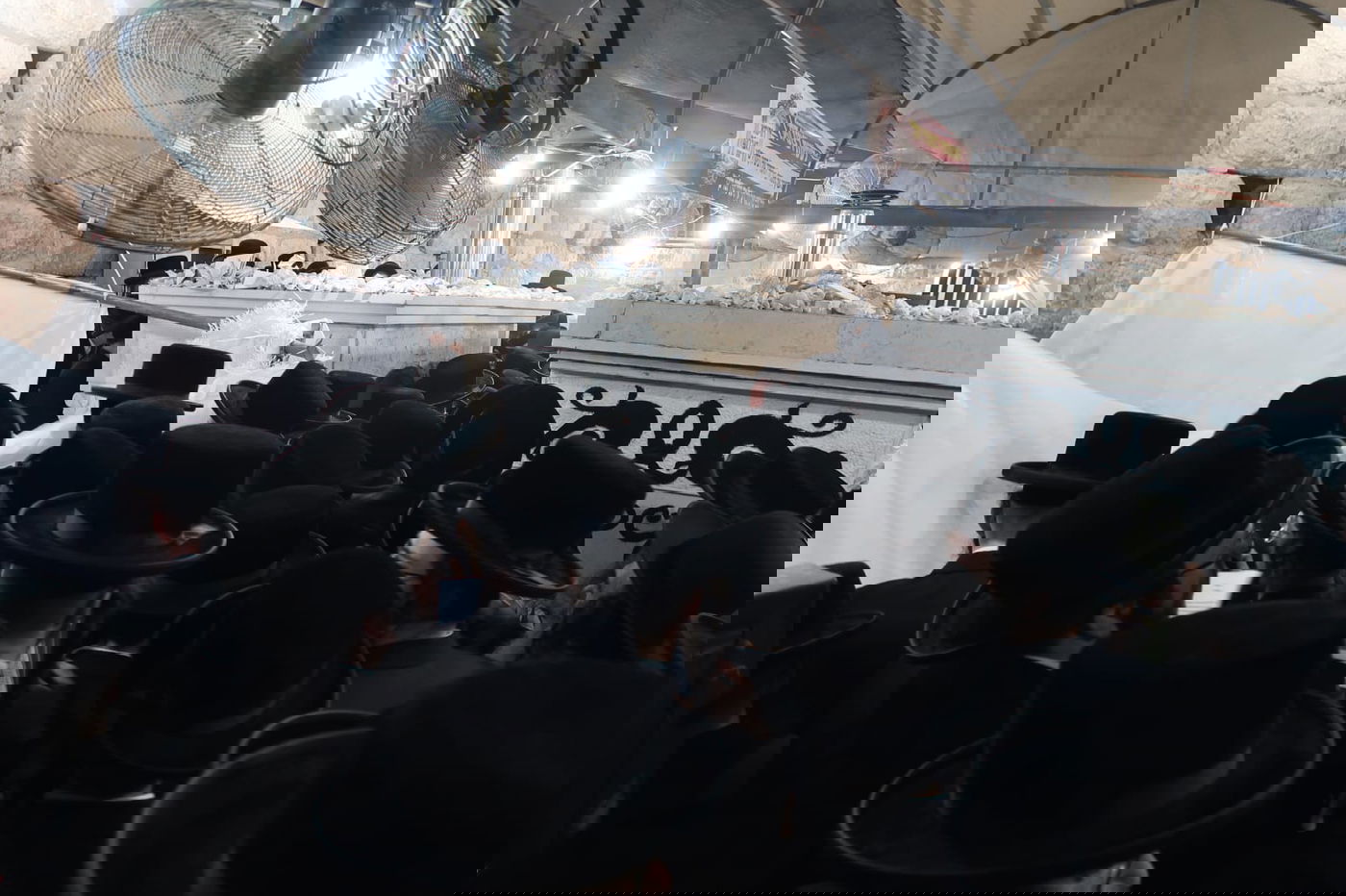 תיעוד: המונים בציון הרבי משומרי אמונים זצ"ל