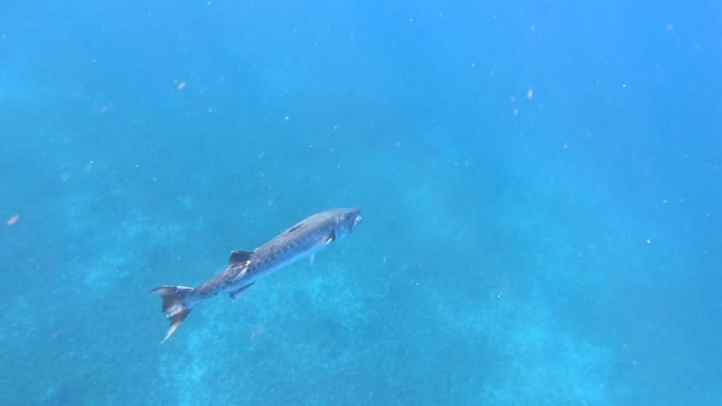 מפרץ אילת: הדייג תפס דג ברקודה מוגן ונקנס