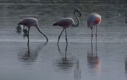 הפלמינגו הפתיעו וצבעו את האגמון בורוד • צפו