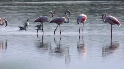 אדמון החולה