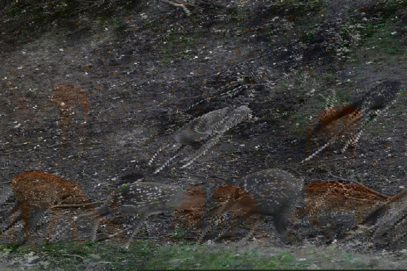 בערב שבת: טיול בגן סופיה באומן • תיעוד