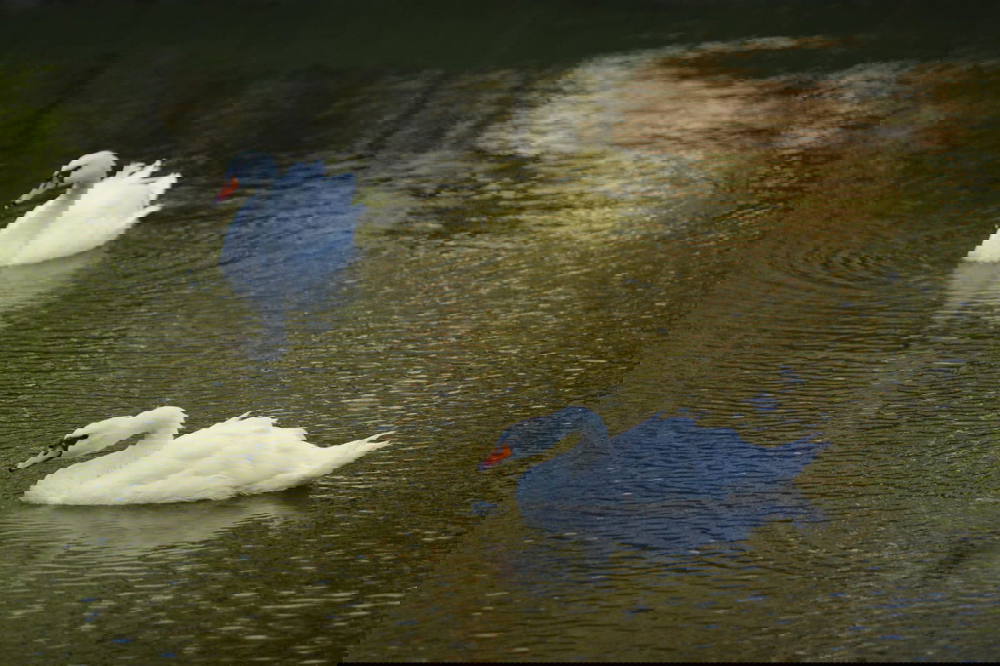 בערב שבת: טיול בגן סופיה באומן • תיעוד