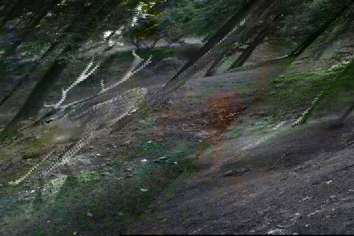 בערב שבת: טיול בגן סופיה באומן • תיעוד