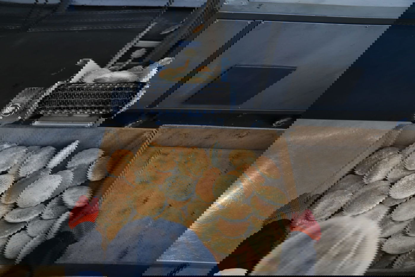 מטורף: המטבח באומן שמכין מאות אלפי מנות