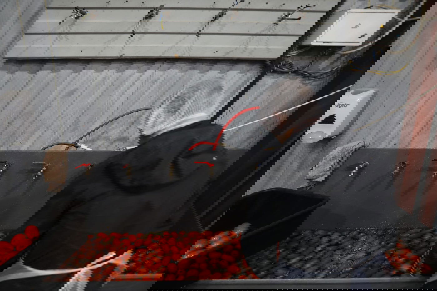 מטורף: המטבח באומן שמכין מאות אלפי מנות