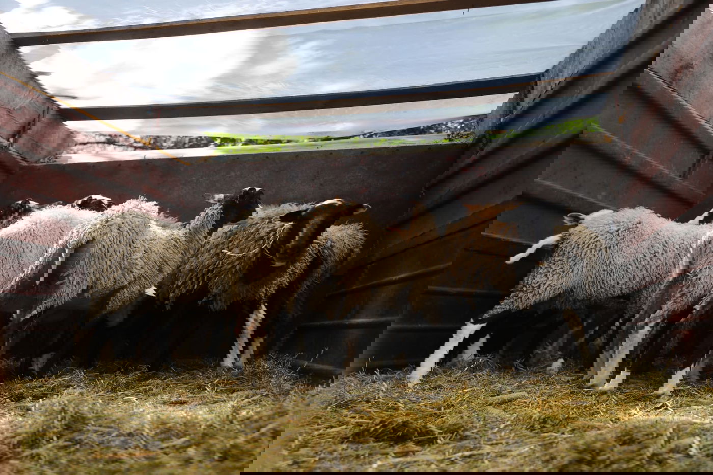 אומן ממעוף הציפור: צפו בגלריה מיוחדת