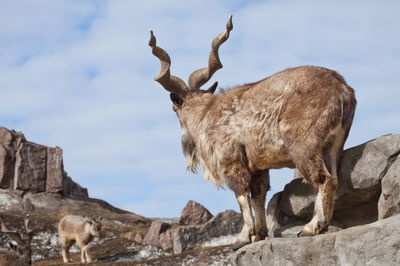 אילוסטרציה