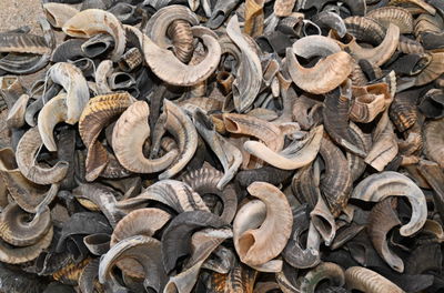 ה'משומד' שלא הצליח לתקוע לפני הסולטן