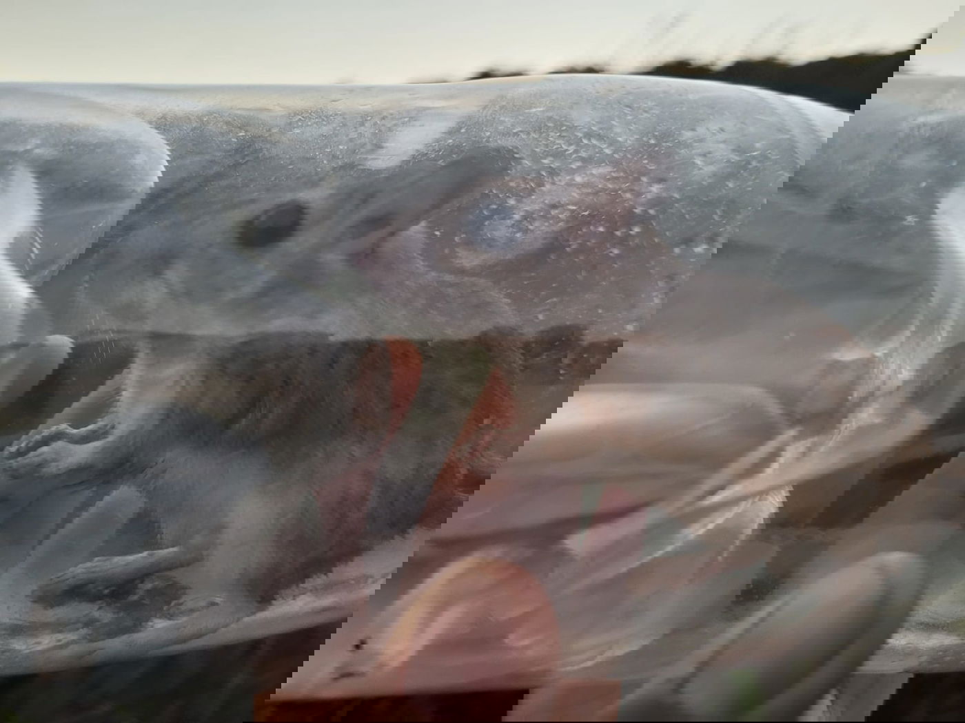 מריון מצוי היה כלוא בתוך בקבוק פלסטיק • צפו