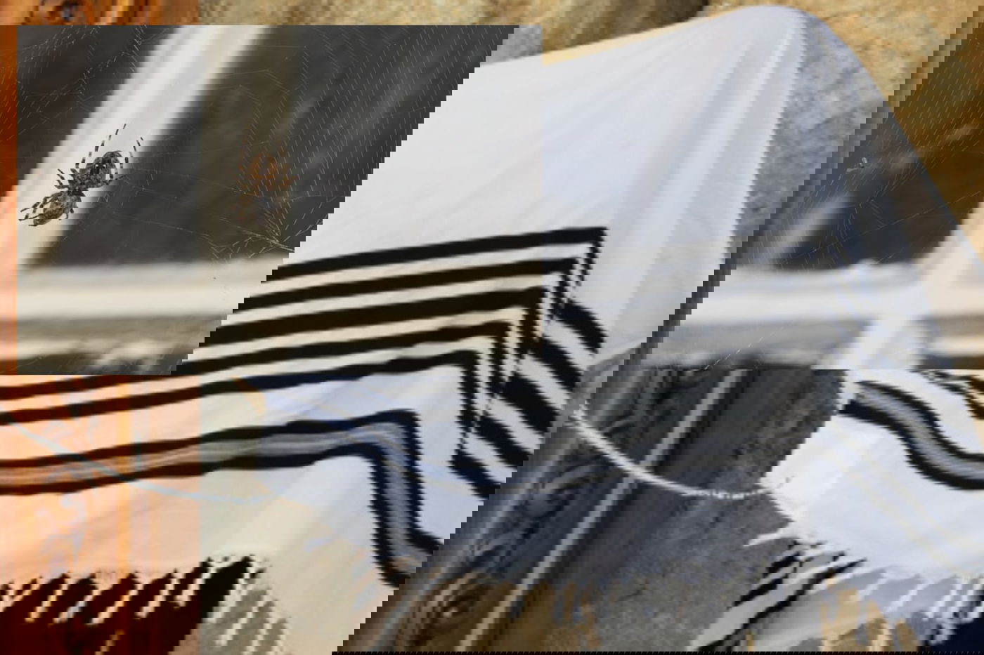 אילוסטרציה