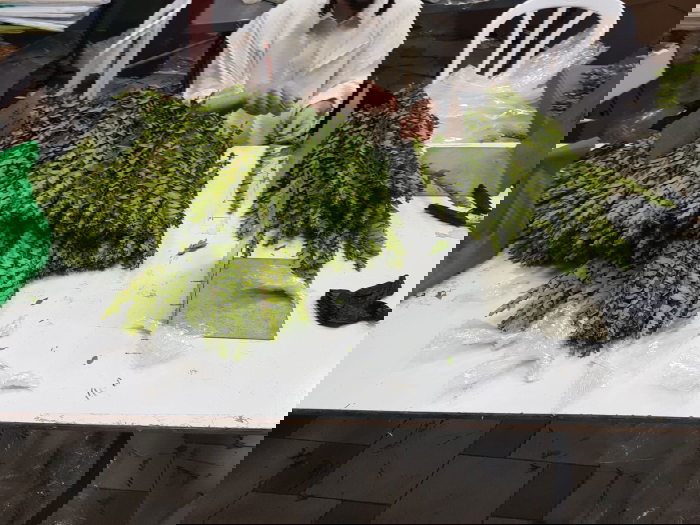 הדסים כבר קניתם? צפו בתיעוד מבית האריזה