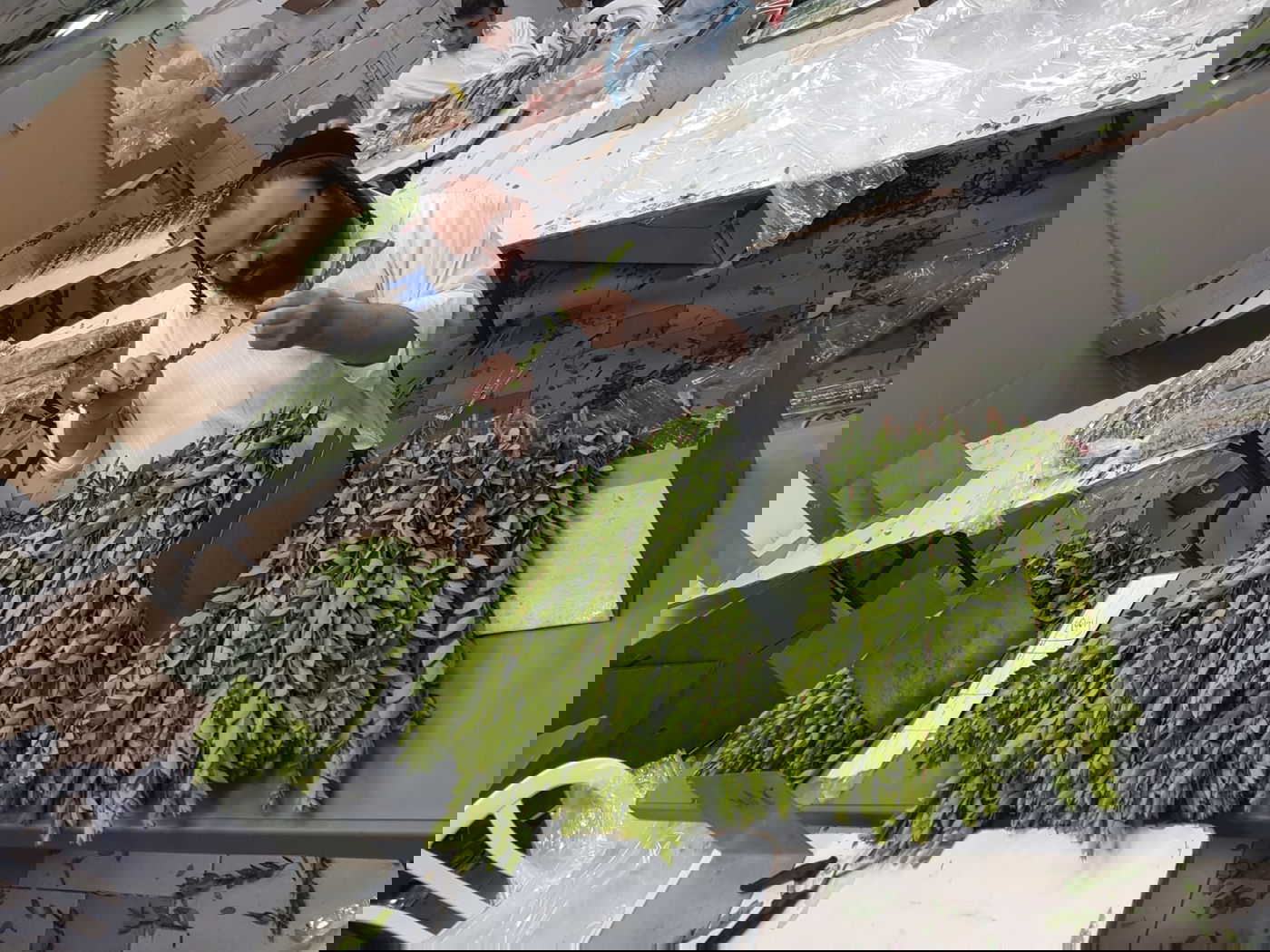 הדסים כבר קניתם? צפו בתיעוד מבית האריזה