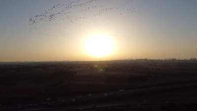 מדהים: כשהחסידות חצו את שמי אלעד; צפו