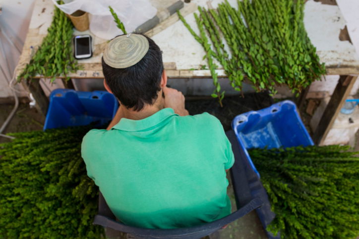 מספר העלים שצריכים לנשור מההדס כדי שיפסל