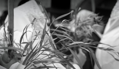 אליעזר ודניאל שוובר בסינגל חדש: הושענא