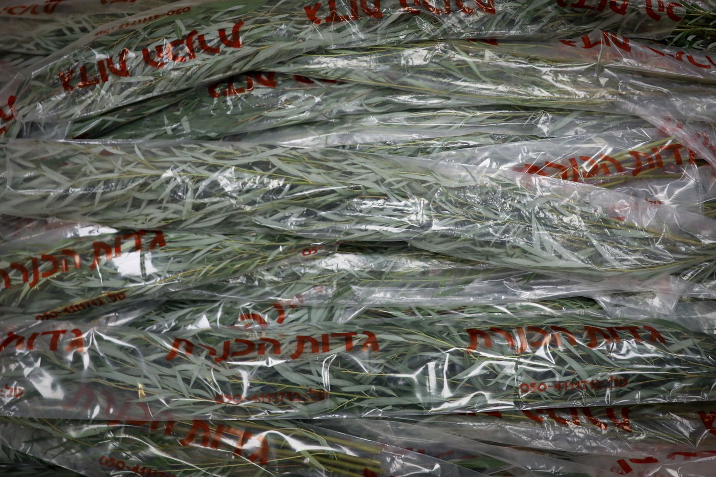 זריזין מקדימים: קניית ערבות להושענא רבא בירושלים