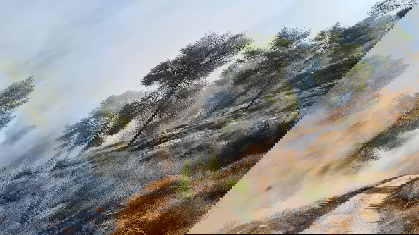 הצתה מכוונת? שריפה פרצה ביער גבעות