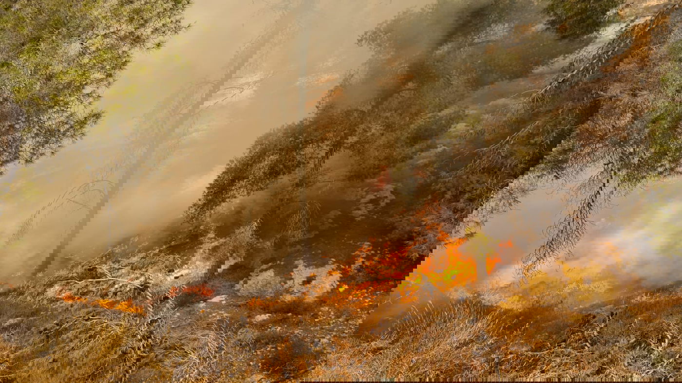 הצתה מכוונת? שריפה פרצה ביער גבעות