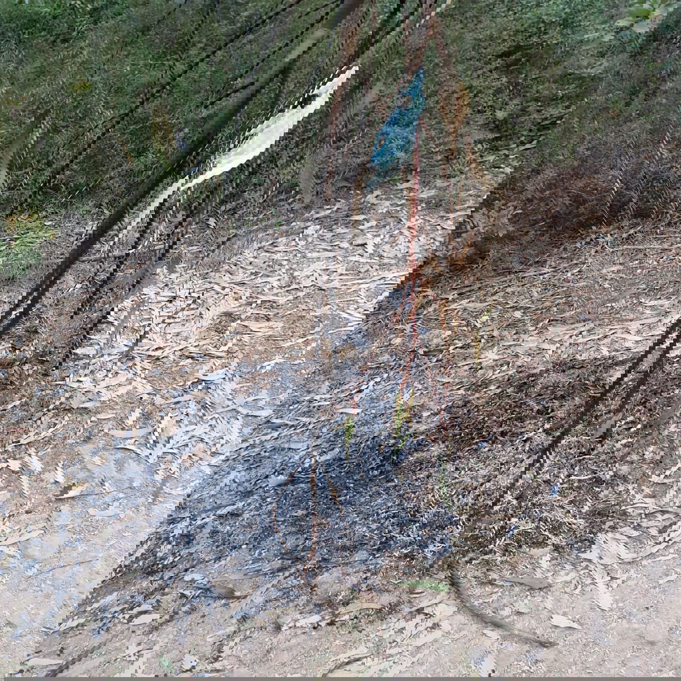 ניסיון הצתה שנכשל