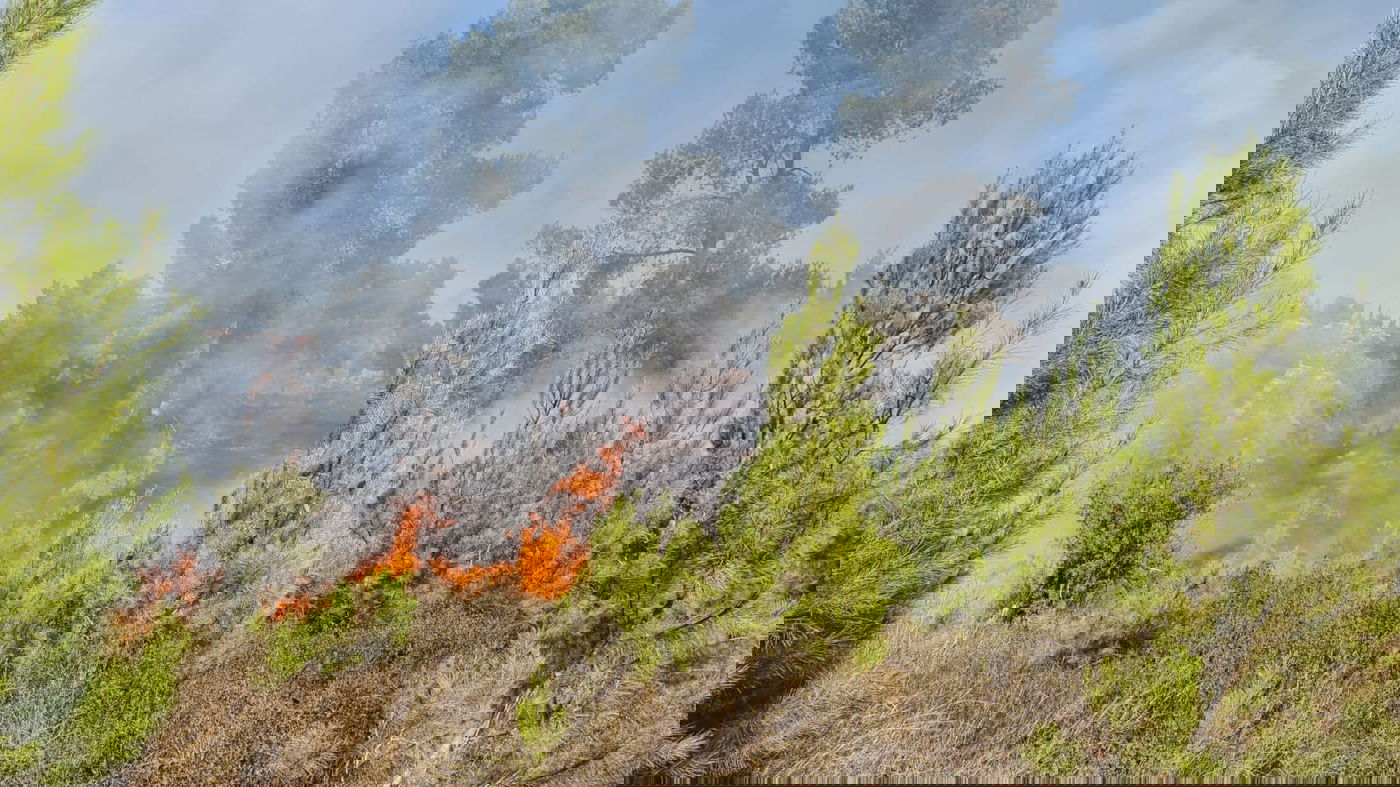 השריפה ביער גבעות: הושגה שליטה • צפו