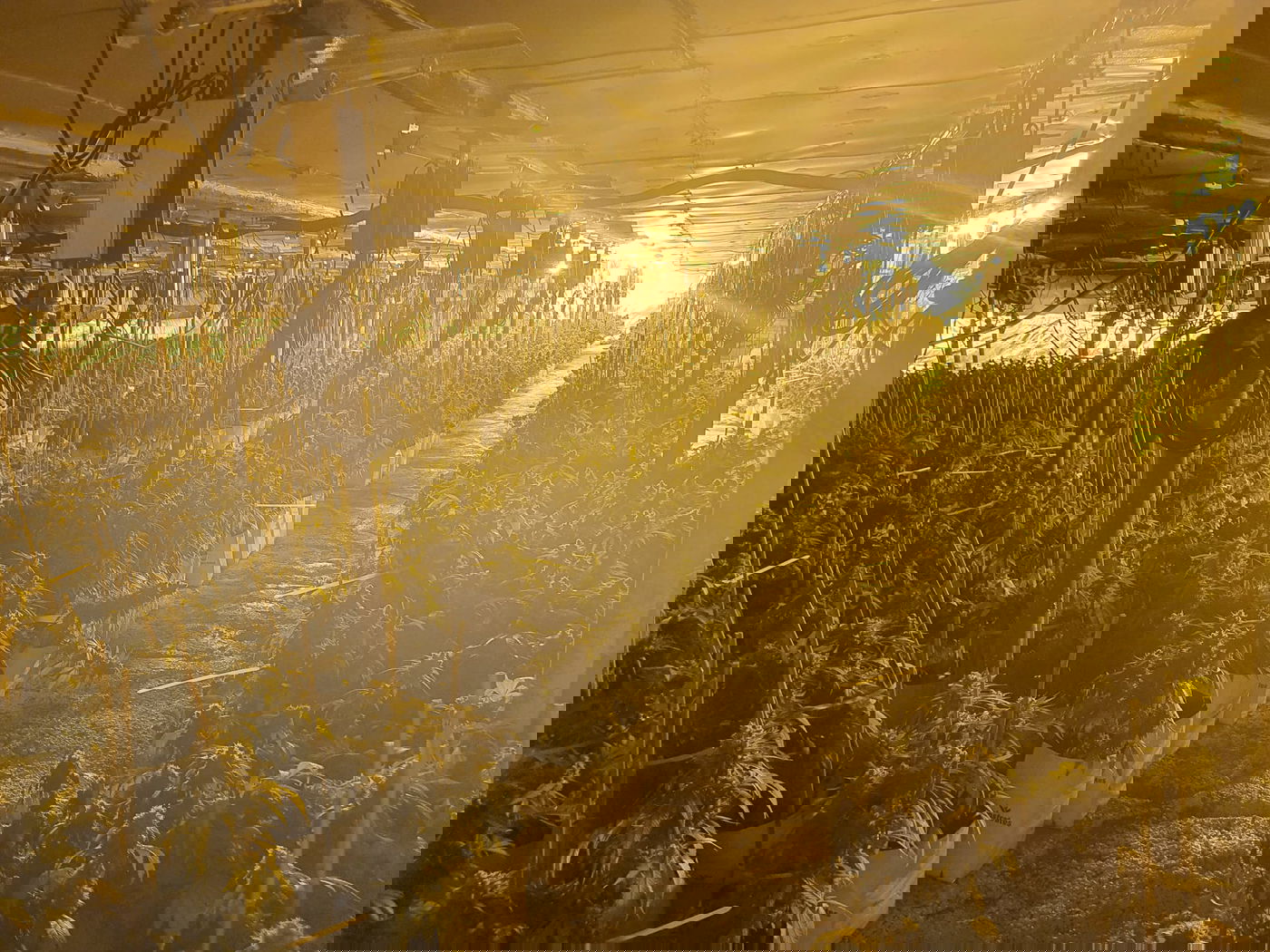 המשטרה חשפה מנהרת ענק לגידול סמים