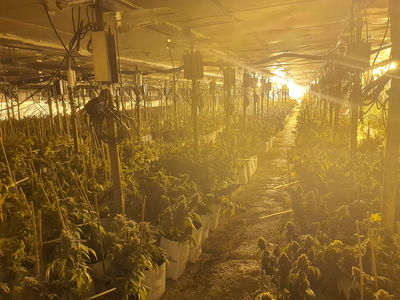 המשטרה חשפה מנהרת ענק לגידול סמים