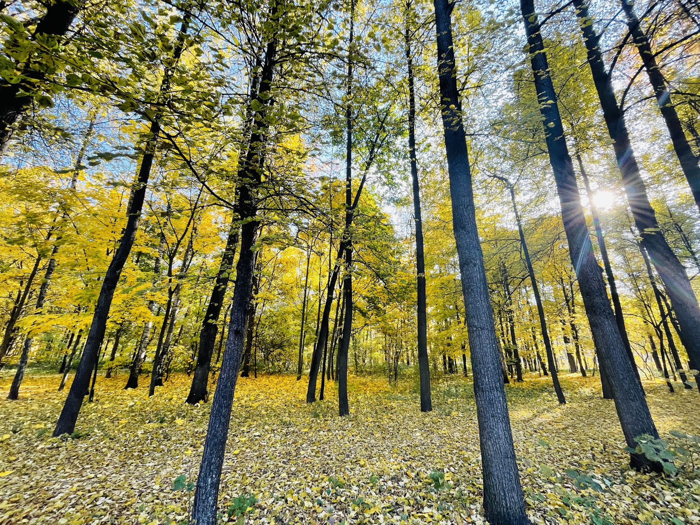 "הסתיו הזהוב" בפארק סקלוניקי • תיעוד מרהיב