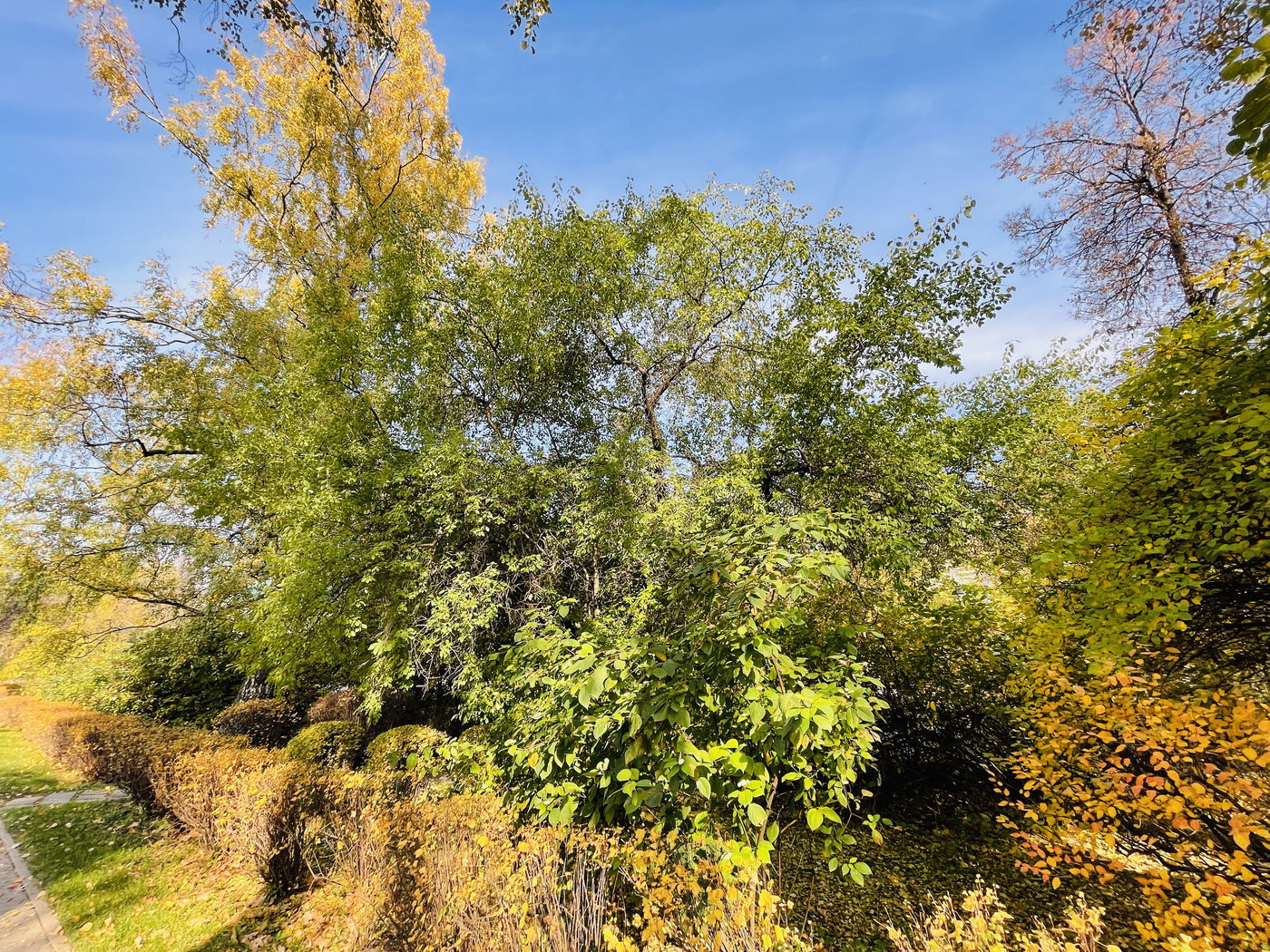 "הסתיו הזהוב" בפארק סקלוניקי • תיעוד מרהיב