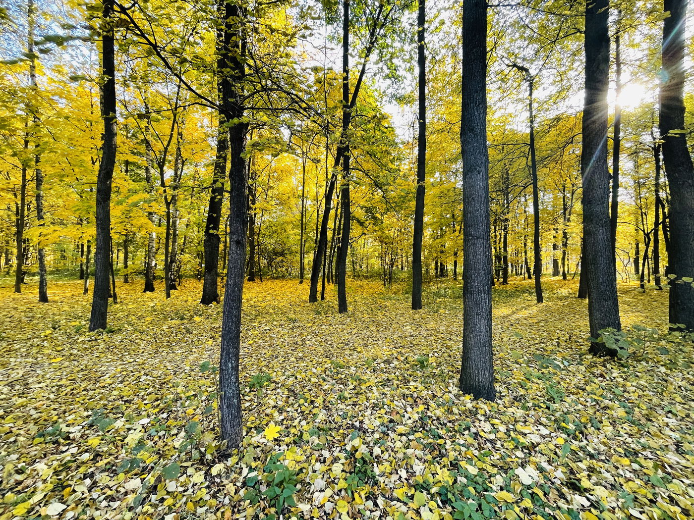 "הסתיו הזהוב" בפארק סקלוניקי • תיעוד מרהיב