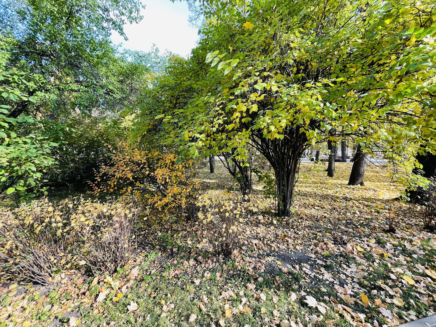 "הסתיו הזהוב" בפארק סקלוניקי • תיעוד מרהיב