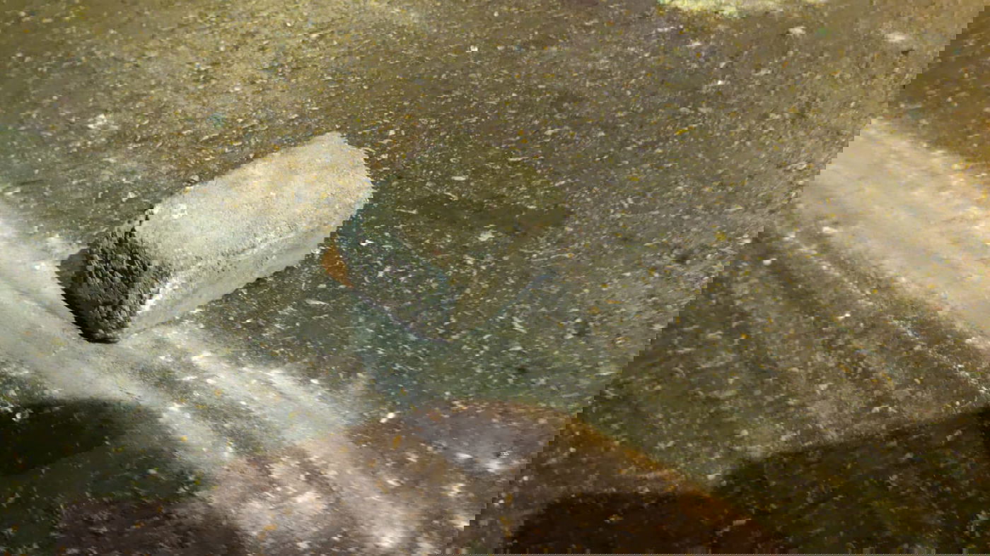 האבנים שיודו על האוטובוס