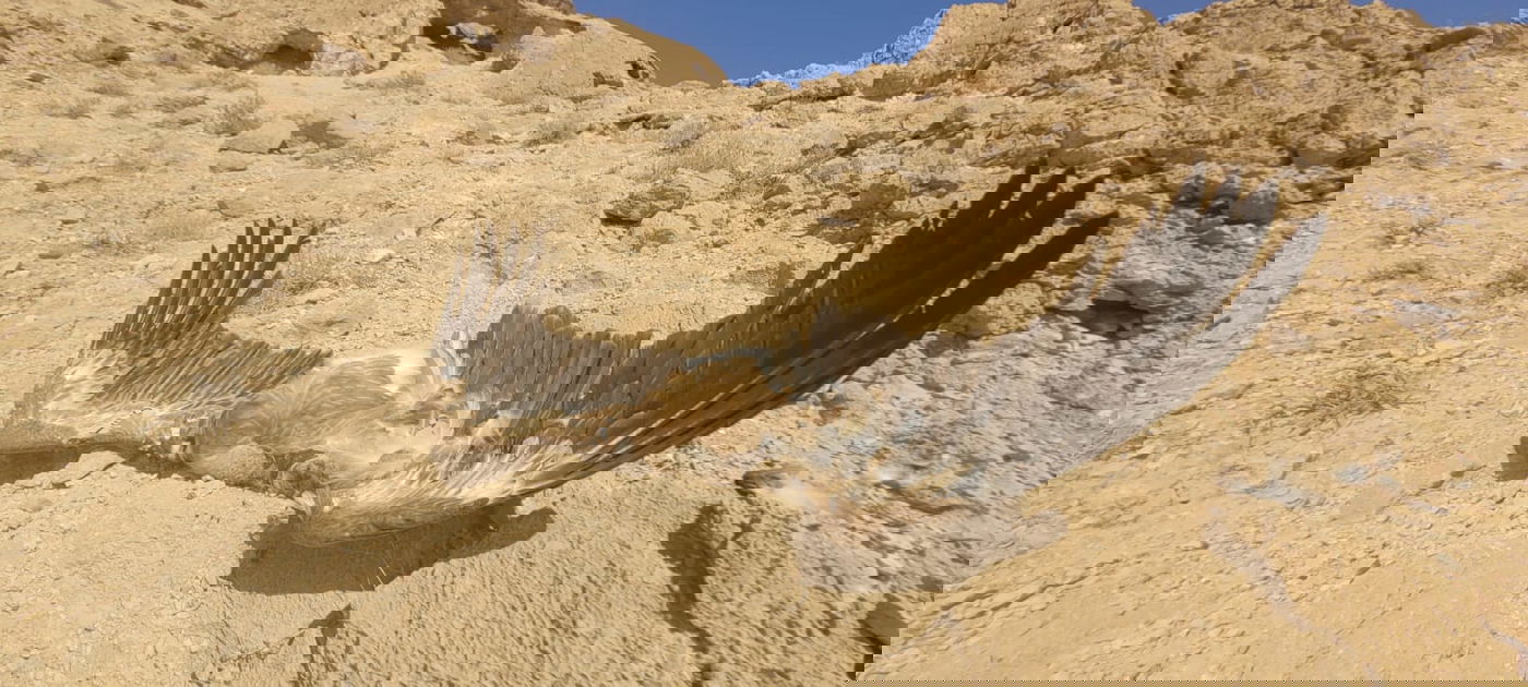 נשר מורעל נוסף התגלה בנחל קינה; תיעוד