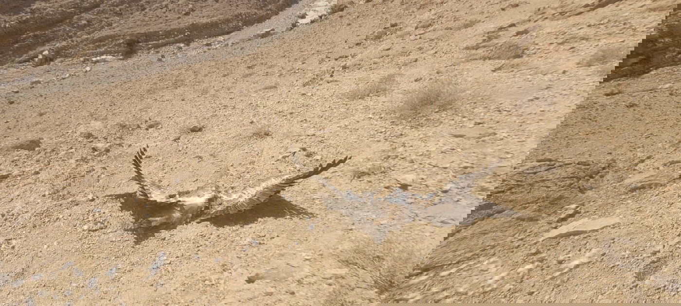 נשר מורעל נוסף התגלה בנחל קינה; תיעוד