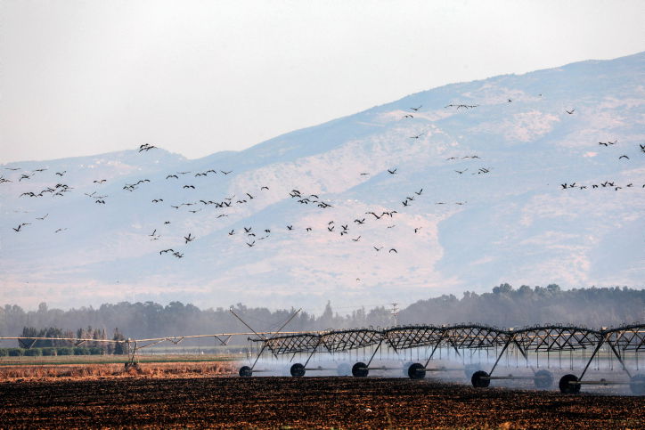 עגורים בעמק החולה
