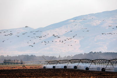 עגורים בעמק החולה