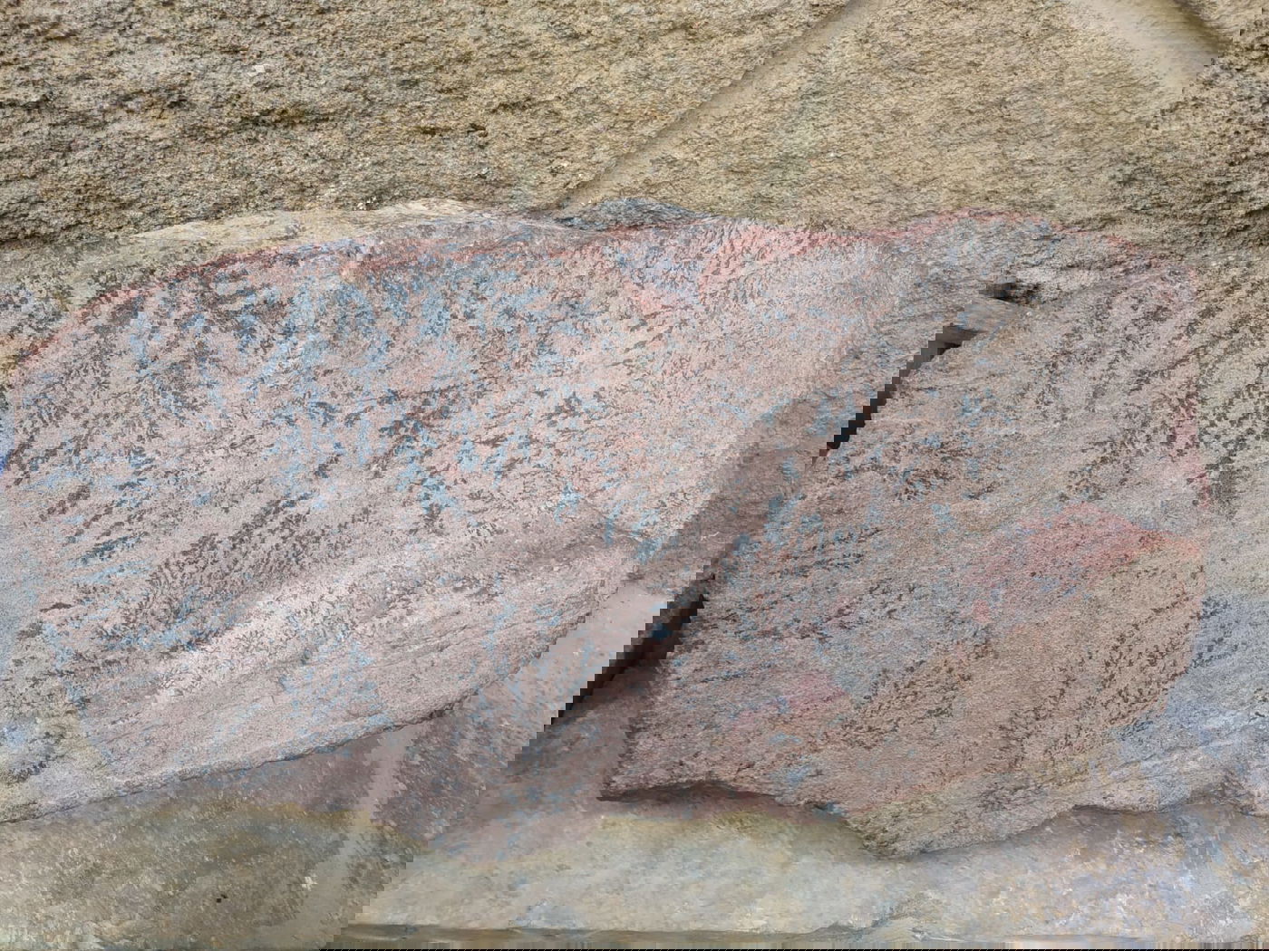 פרחי 'הַסְּנֶה הַבּוֹעֵר'