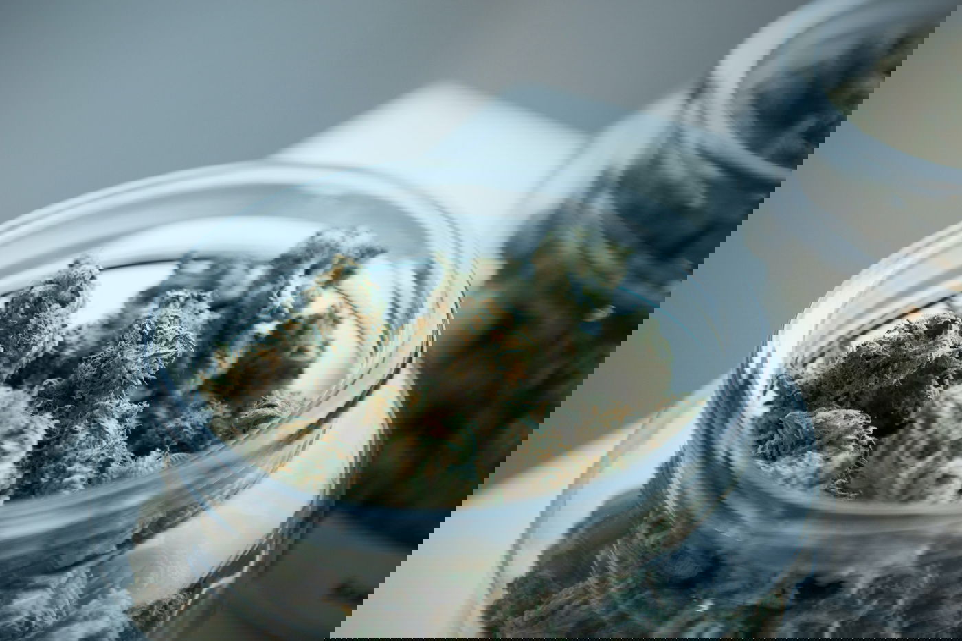 "פעם ראשונה עישנתי בגיל 9"; קנאביס, גראס ומה שמסוכן