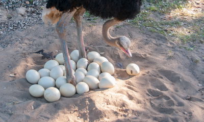 ביצי בת עינה