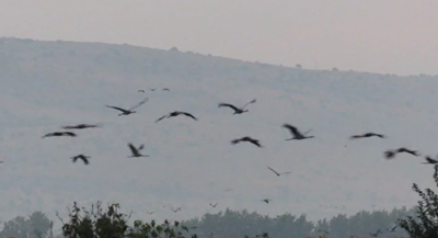 הבוקר באגמון החולה: 36,500 עגורים • צפו