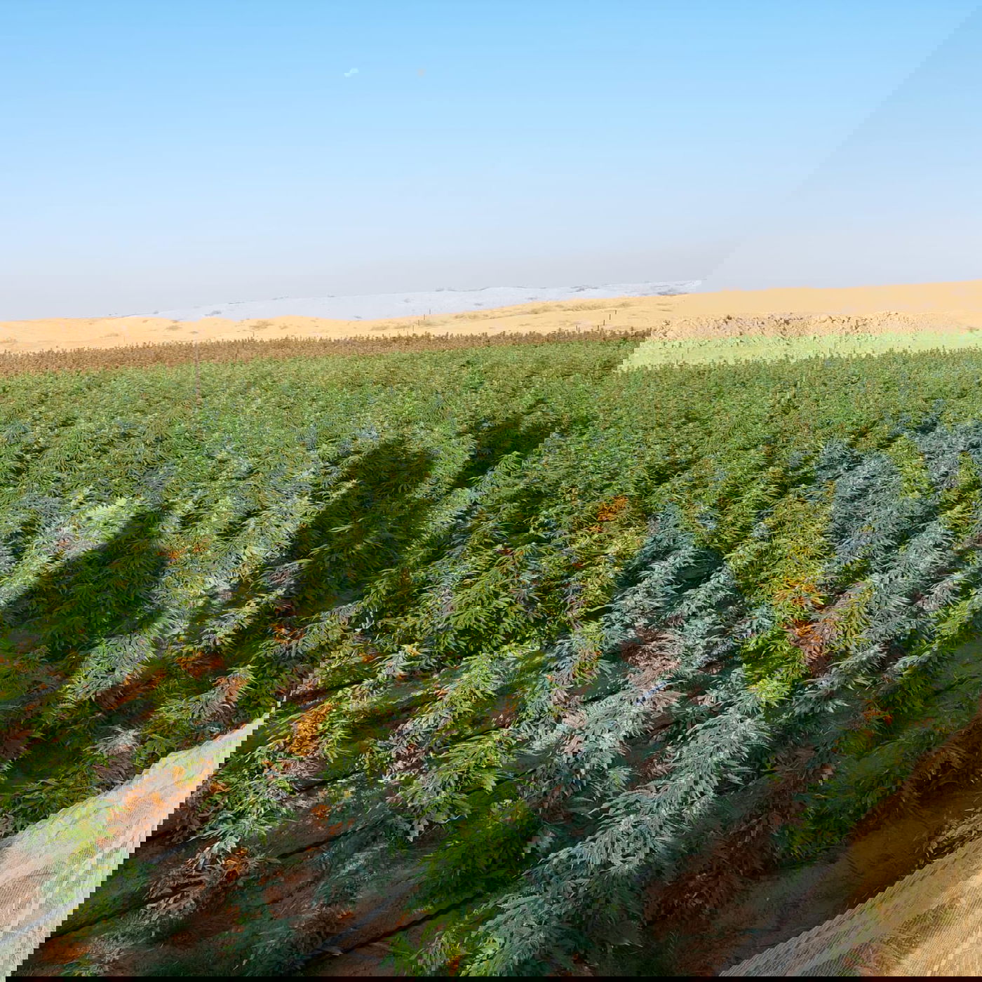 "מבצע חסר תקדים"; כ-41 חשודים נעצרו במסגרת מבצע רחב היקף