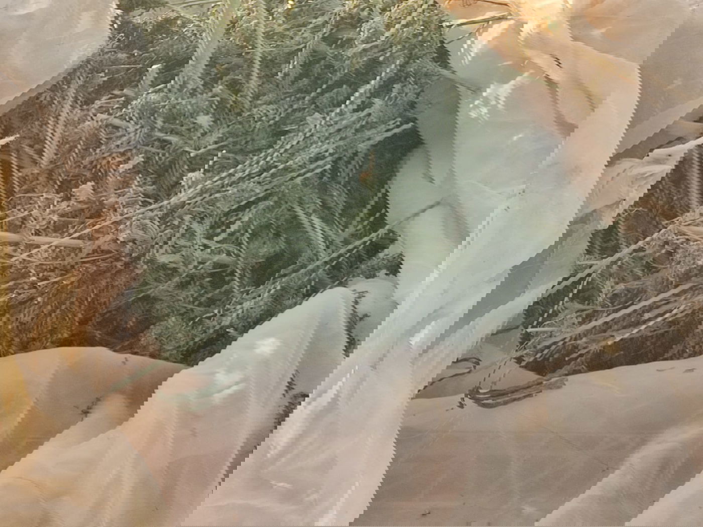 "מבצע חסר תקדים"; כ-41 חשודים נעצרו במסגרת מבצע רחב היקף