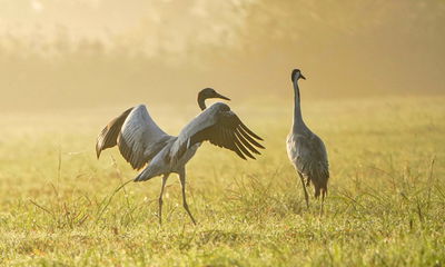 העגורים באגמון החולה במבט מקרוב • צפו