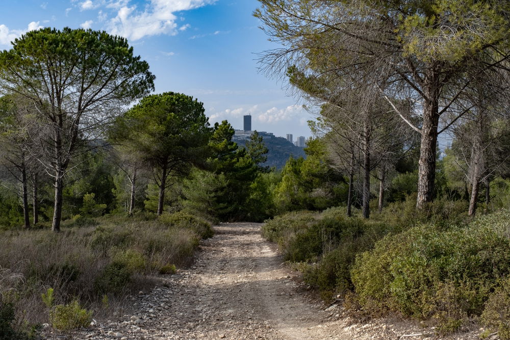 יער היערנים