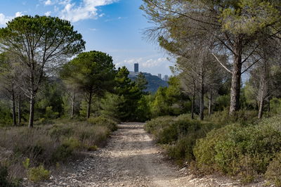 יער היערנים