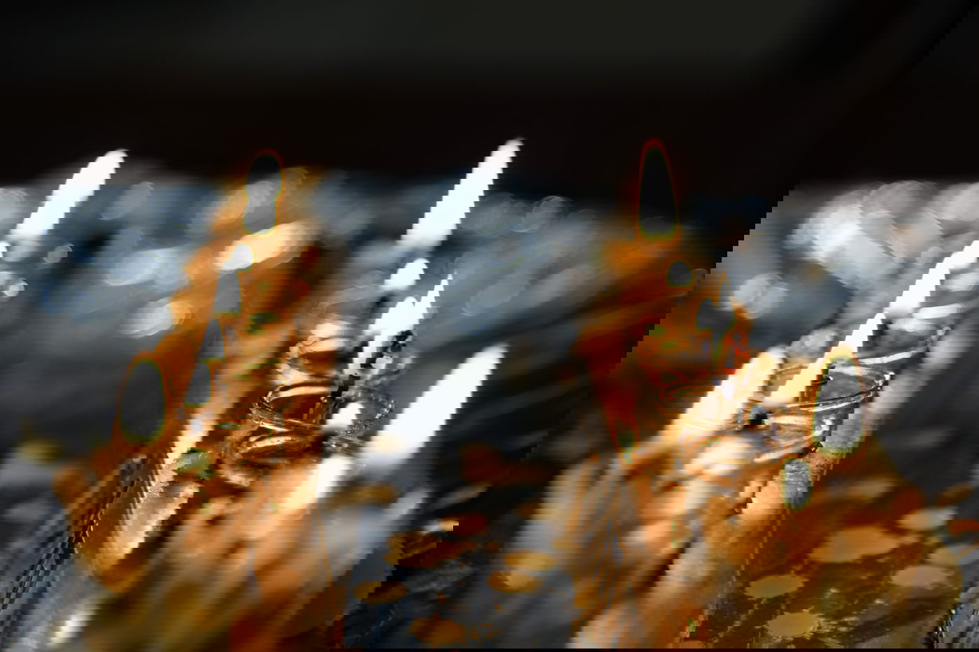 האנשים שלא סובלים את חנוכה ומצפים לסיומו