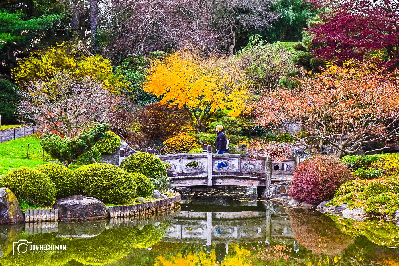 השלכת המדהימה בגן הבוטני בניו יורק • צפו