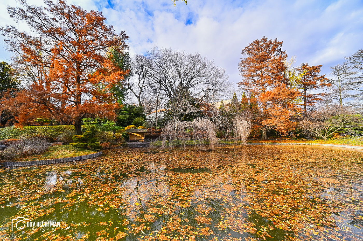 השלכת המדהימה בגן הבוטני בניו יורק • צפו
