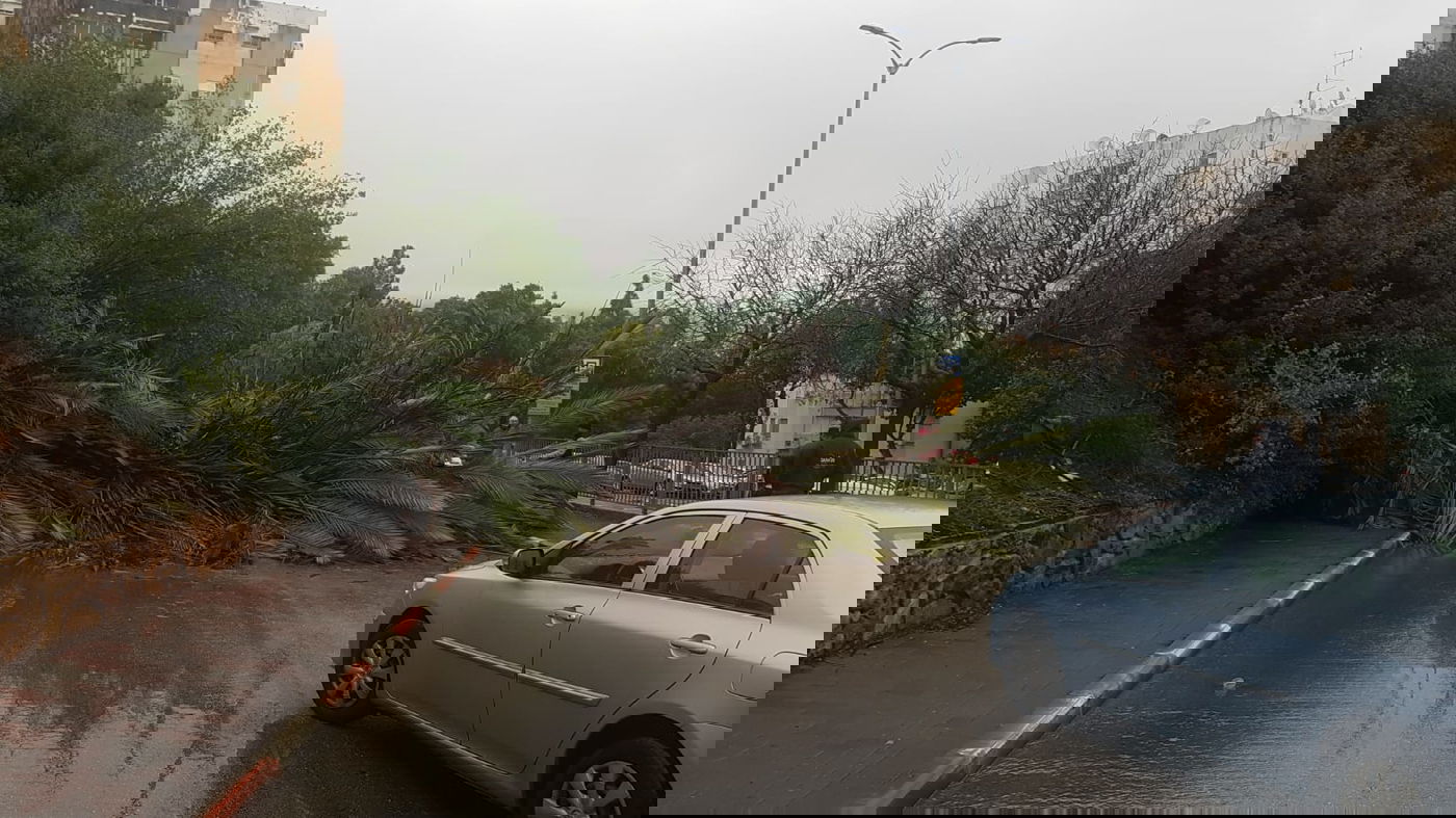 'כרמל' עדיין כאן: עץ קרס בכרמיאל; זרימות בצפון